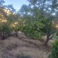 فروش باغ یک هکتار نیم|فروش زمین و ملک کلنگی|موچش, |دیوار