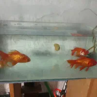 یک عدد ماهی گلفیش و سه عدد هدیه