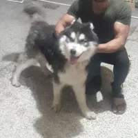 سگ هاسکی|سگ|بندر ماهشهر, |دیوار