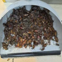 سم پاشی سمپاش سمپاشی بازدید رایگان سوسک موش