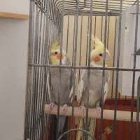 جفت عروس هلندی سینامون|پرنده|باقرشهر, |دیوار