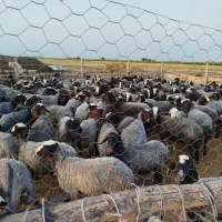 200راس گوسفند شال  بفروش میرسه میش ها آبستن|حیوانات مزرعه|کرج, چهارصد دستگاه|دیوار