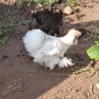 مرغ پنبه ای تخم گذار|حیوانات مزرعه|جلفا, |دیوار