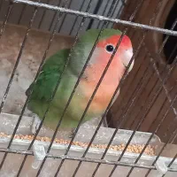 کوتوله|پرنده|میبد, |دیوار