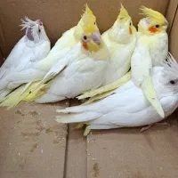 جوجه عروس لوتینو و آلبینو سرلاکی کیفیت بالاودونخور