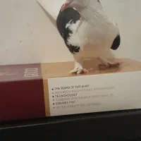 کبوتر|کلکسیون و سرگرمی|تبریز, |دیوار