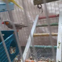 مرغ دستی و فنچ معاوضه با انگشتر نقره|پرنده|مشهد, فدک|دیوار