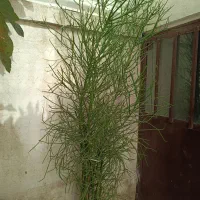 جون من یک برگ بده زیبا و خاص|گل و گیاه طبیعی|مشهد, جانباز|دیوار