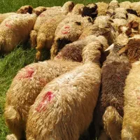 ۷۰راس بره صادراتی