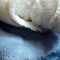 پارچه خز