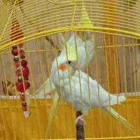 جفت جوان ودوتا عروس نرمه خورودون خور|پرنده|بندرعباس, |دیوار