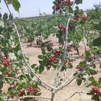 فروش باغ شاهین شهر یا تهاتر با کامیون|فروش زمین و ملک کلنگی|شاهین‌شهر, گرگاب|دیوار