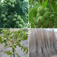 فروش نهال گـردوی سردسیری