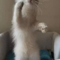 بچه گربه بریتیش ۴ با پاسپورت ترکیه