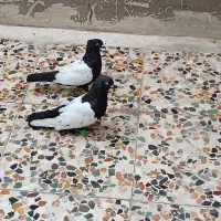 جفت سینه ای