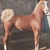 کره نریان دوساله