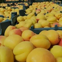 انواع نهال میوه|خدمات باغبانی و درختکاری|کاشمر, |دیوار