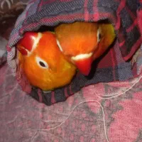 طوطی برزیلی فول رام|پرنده|سنندج, |دیوار