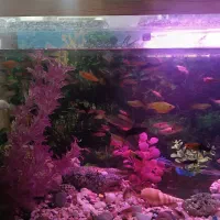 گپی و گپی گاوی|ماهی|قوچان, |دیوار