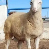 شبانه روز در خدمتیم