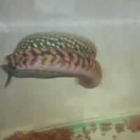 چانا کالیمایا رد|ماهی|تهران, فردوس|دیوار