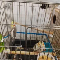 یک جفت عروس هلندی صددرصد تضمینی 4 تخم|پرنده|بومهن, |دیوار