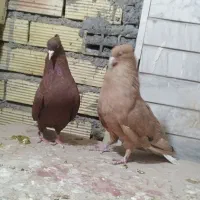 جفت زرد دم سفید خال سیاه با ماده سرخ دم سفید|پرنده|بهبهان, |دیوار