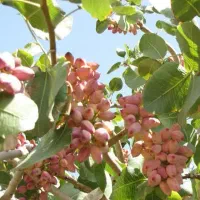 تولید و فروش پایه ممتاز|خدمات باغبانی و درختکاری|شاهین دژ, |دیوار