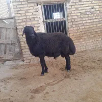 قوج قره قزل افشار در جه یک کار بلد با ضمانت میدم