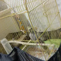 عروس هلندی ماده|پرنده|رباطکریم, مسکن مهر آبشناسان|دیوار