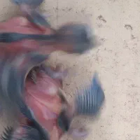 جوجه سهره