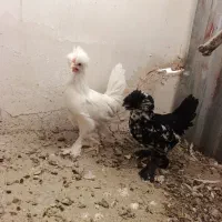 مرغ و خروس کاکلی زینتی