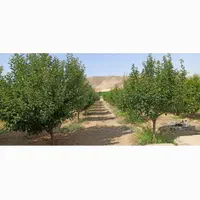 فروش باغ|فروش خانه و ویلا|کنگاور, |دیوار
