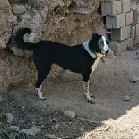 سگ گله ای|سگ|داران, |دیوار