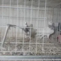 ۲عدد طوقی ماده درجه ۱|پرنده|دره شهر, |دیوار