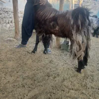 نری|حیوانات مزرعه|زرین دشت (فارس), |دیوار