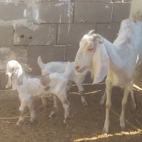 بز دورگ سانن شیرا|حیوانات مزرعه|طبس, |دیوار