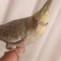 عروس هلندی دستی|پرنده|تربت‌حیدریه, پیشکوه|دیوار