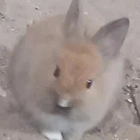 بچه خرگوش لوپ هلندی|موش و خرگوش|قم, شاه سید علی|دیوار