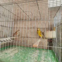 پرنده|پرنده|یزد, |دیوار