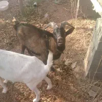 نربز آلپاین