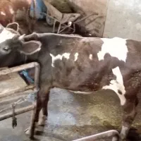 گوساله سیمینتال اصیل|حیوانات مزرعه|رشت, حومه رشت|دیوار