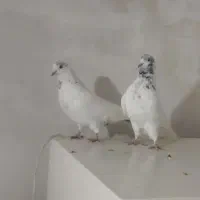 کبوتر|پرنده|مهاجران, |دیوار