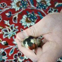 سهره نر و ماده قناری فنچ گلبسر طوطی مرغ مینا