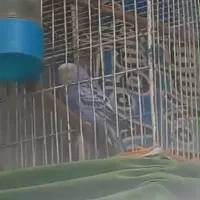 ۴عدد قفس با لوازم و یک جفت مرغ عشق خاص|لوازم جانبی حیوانات|تهران, والفجر (افسریه)|دیوار