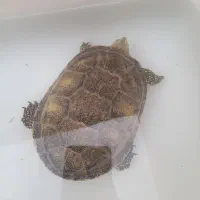 ماهی . لابستر . طوطی . حیوانات