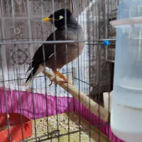 مرغ مینا نر|پرنده|اقبالیه, |دیوار