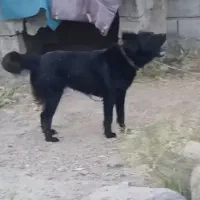 ماده فاکسی سه ساله|سگ|مشگین شهر, |دیوار