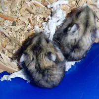 همستر کمپل ، سوری