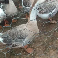 غاز مولدقوغازاکراینی غاز دورگه قوغازسفیدغازمحلی|حیوانات مزرعه|آستانه اشرفیه, |دیوار